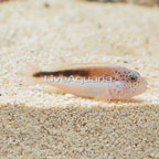 Freckled Hawkfish  (click for more detail)