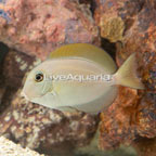 Epaulette Surgeonfish  (click for more detail)