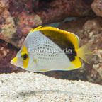 Declivis Butterflyfish (click for more detail)