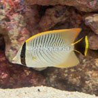 Chevron Butterflyfish [Expert Only] (click for more detail)