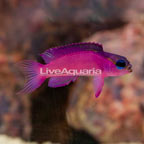 Caribbean Black Cap Basslet (click for more detail)