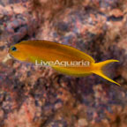 Midas Blenny (click for more detail)