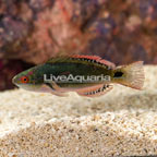 Exquisite Fairy Wrasse (click for more detail)