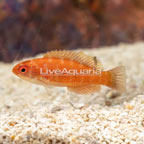 Carpenter's Flasher Wrasse (click for more detail)