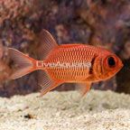 Big Eye Black Bar Soldierfish [Blemish] (click for more detail)