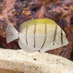 Convict Tang (click for more detail)