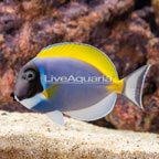 Powder Blue Tang (click for more detail)