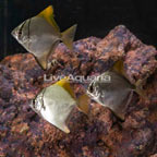 Silver Mono, Trio (click for more detail)