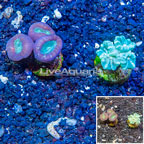 LiveAquaria® Two Pack Cultured Caulastrea Coral (click for more detail)