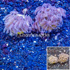 LiveAquaria® Two Pack Cultured Anthelia Coral (click for more detail)