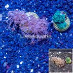 LiveAquaria® Two Pack Cultured Xenia and Blue Sympodium Coral (click for more detail)