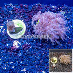 LiveAquaria® Two Pack Cultured Pineapple Tree and Waving Hand Coral (click for more detail)
