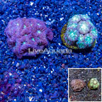 LiveAquaria® Two Pack Cultured Blastomussa Coral (click for more detail)
