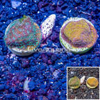 LiveAquaria® Two Pack Cultured Montipora Coral (click for more detail)