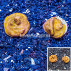 LiveAquaria® Two Pack Cultured Leptoseris Coral (click for more detail)