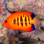 Flame Angelfish (click for more detail)