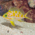 Blotched Anthias (click for more detail)