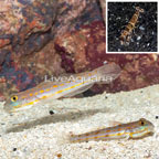 Diamond Watchman Goby Pair With Tiger Snapping Shrimp (click for more detail)