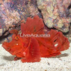 Rhinopias Scorpionfish (click for more detail)
