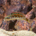 Pinkface/Fivestripe Wrasse (click for more detail)