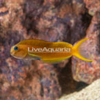 Midas Blenny (click for more detail)
