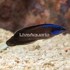 Springeri Dottyback (click for more detail)