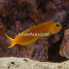 Midas Blenny (click for more detail)