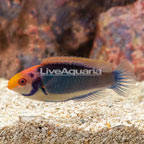 Red Head Solon Fairy Wrasse (click for more detail)