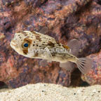 Porcupine Puffer (click for more detail)