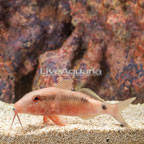 Red Goatfish (click for more detail)