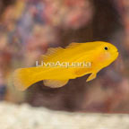 Citrus Goby (click for more detail)