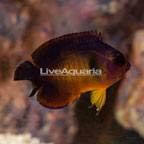 Coral Beauty Angelfish [Blemish] (click for more detail)