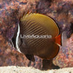 Pakistan Butterflyfish (click for more detail)