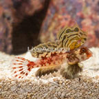 Red Scooter Dragonet (click for more detail)