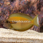 Orangeshoulder Tang (click for more detail)