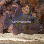 Blueline Triggerfish (click for more detail)