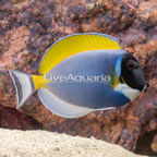 Powder Blue Tang (click for more detail)