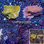 LiveAquaria® Two Pack Cultured Montipora Coral (click for more detail)
