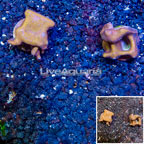 LiveAquaria® Two Pack Cultured Blue Ridge Coral (click for more detail)