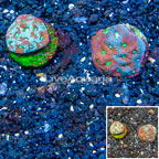 LiveAquaria® Two Pack Cultured War Coral (click for more detail)
