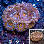 LiveAquaria® Cultured Acan Lord Coral (click for more detail)