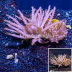 Tree Coral Indonesia (click for more detail)