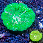 Scolymia Coral Australia (click for more detail)