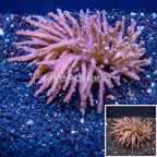 Tree Coral Indonesia (click for more detail)