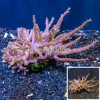 Tree Coral Indonesia (click for more detail)