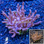 Tree Coral Indonesia (click for more detail)
