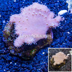 Devil's Hand Leather Coral Indonesia (click for more detail)