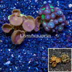 LiveAquaria® Two Pack Cultured Zoanthus and Button Polyp Coral (click for more detail)