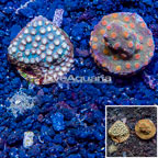 LiveAquaria® Two Pack Cultured Cyphastrea Frag (click for more detail)
