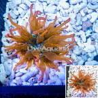 Grade A Rose Bubble Tip Anemone (click for more detail)